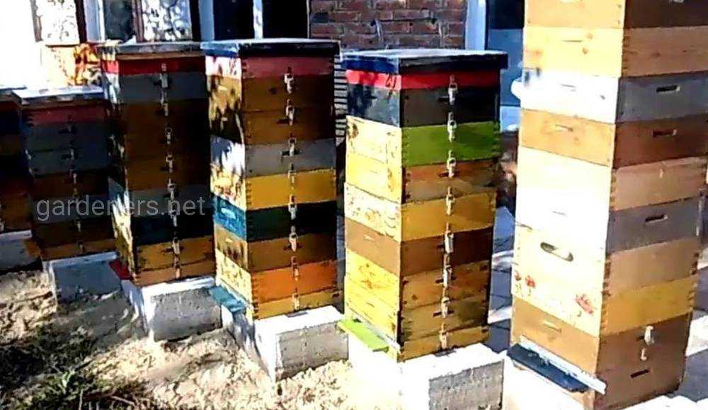 Размеры рамок для пчелиных ульев: как сделать своими руками