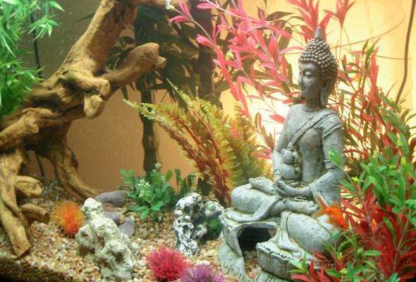 Как правильно выбрать аквариум для дома