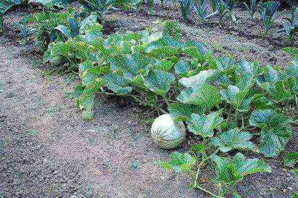 Посев семян арбуза на рассаду