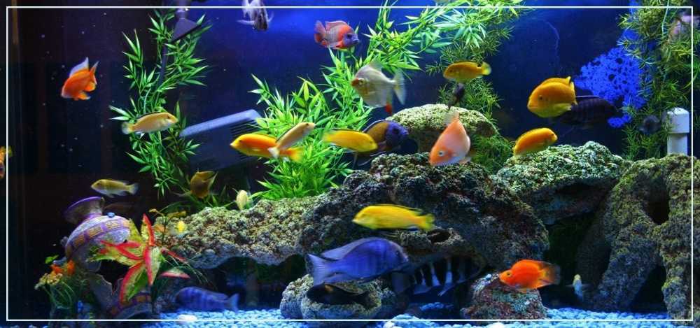 Аквариумы в стене (35 фото): встроенный плоский аквариум между комнатами, подвесной тонкий аквариум в нише и другие варианты. их дизайн
