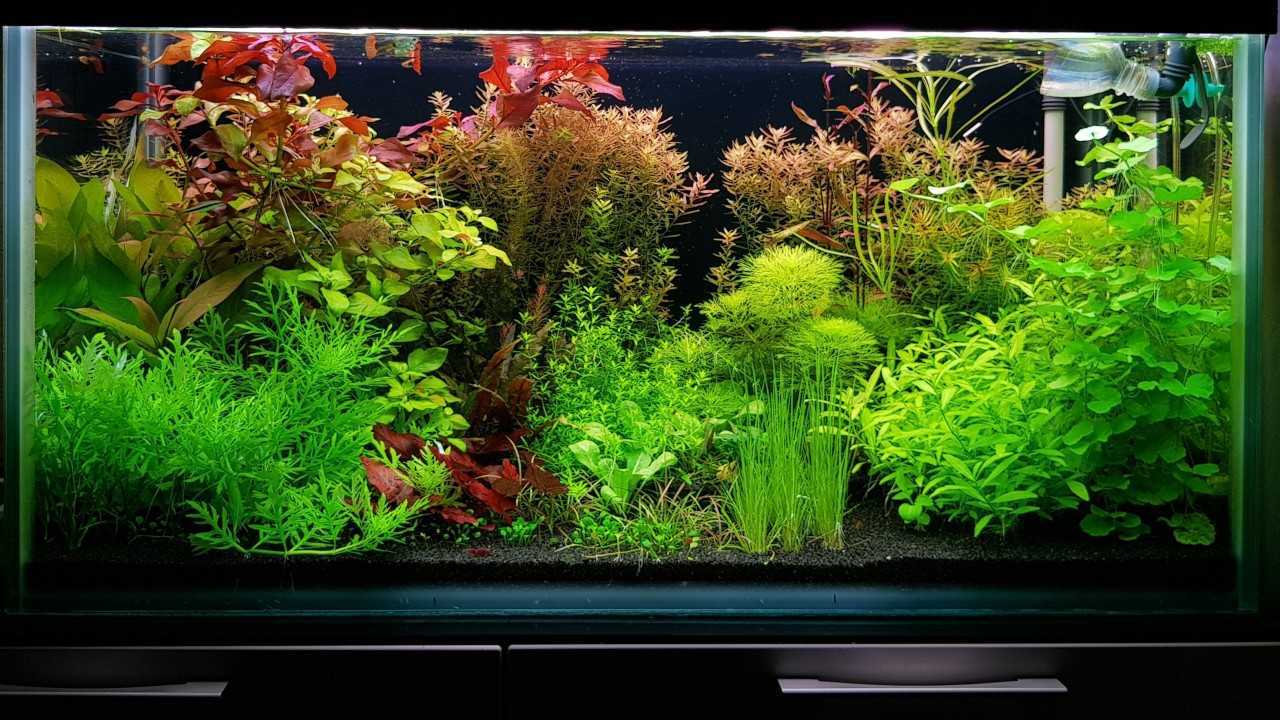 Грунт для растений в аквариуме