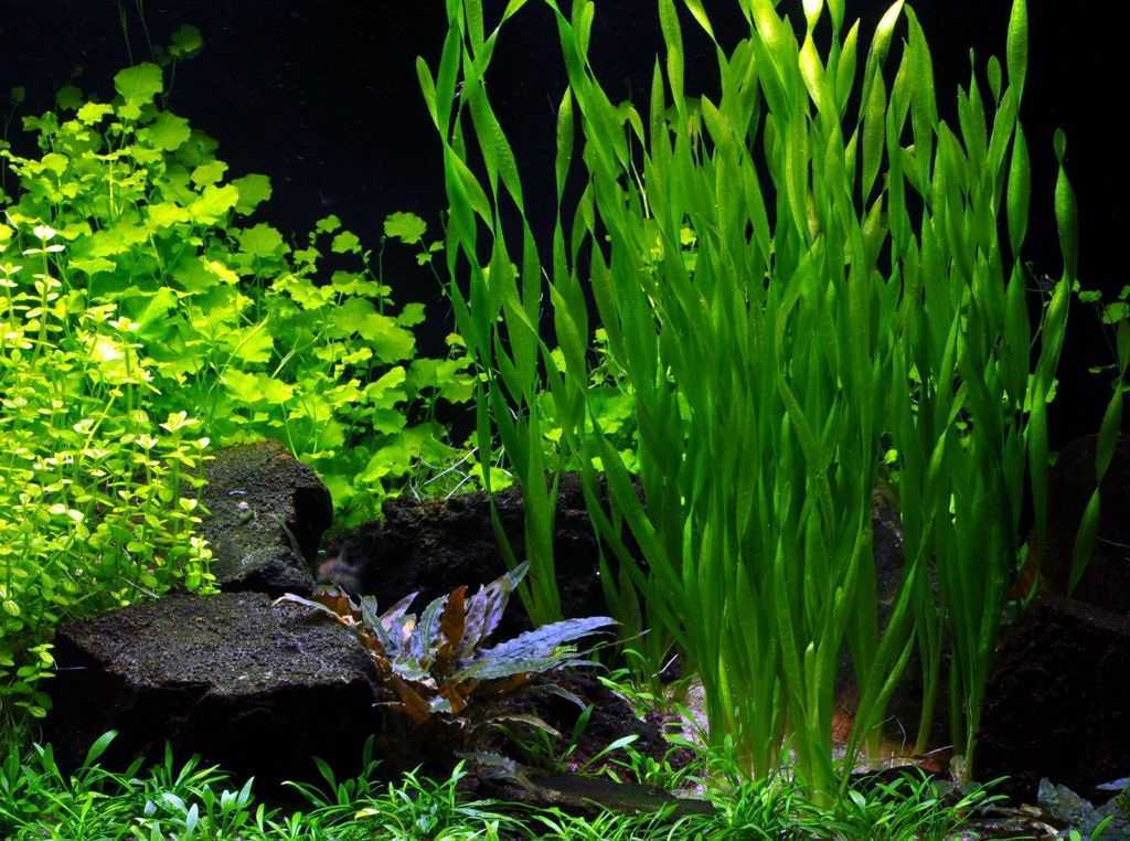Грунт для аквариума: какой лучше выбрать для растений, натуральный, декоративный и цветной