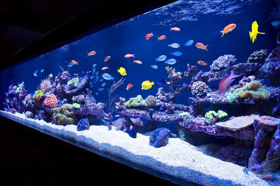 Как обустроить аквариум для рыбок правильно и что нужно для этого