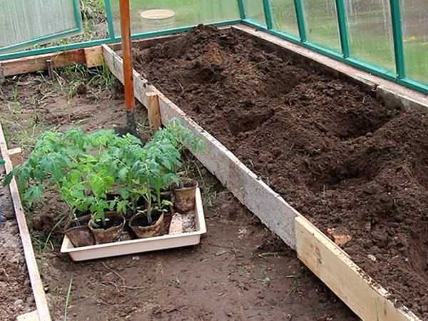 Чтобы в теплице выросли хорошие томаты —  популярные схемы посадки, рекомендации для разных сортов