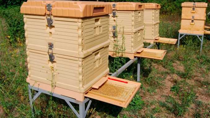 Устройство пчелиного улья: расположение рамок и сот в нем