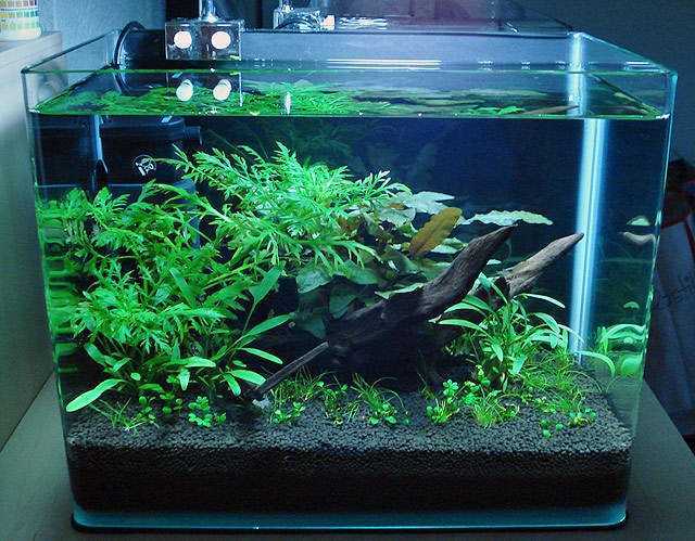 Как выбирать и подготовить грунт для аквариума с живыми растениями (травника) правильно?