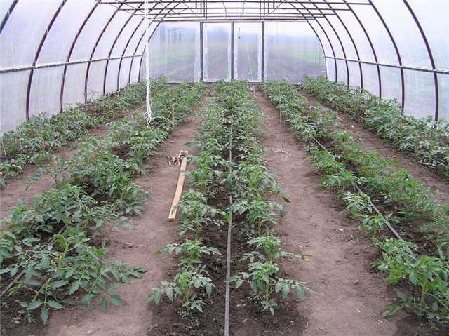 Теплолюбивость помидоров накладывает свои особенности при их выращивании на территориях с умеренным климатом.