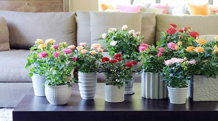 Комнатные растения в интерьере квартиры — как выбрать цветы, как разместить их на стенах или подоконниках