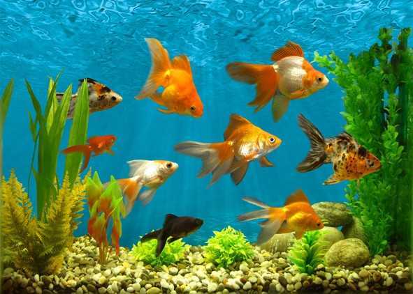Аквариум для начинающих (45 фото): уход за аквариумом и рыбками для новичков. правила их содержания в домашних условиях. какой аквариум лучше выбрать?