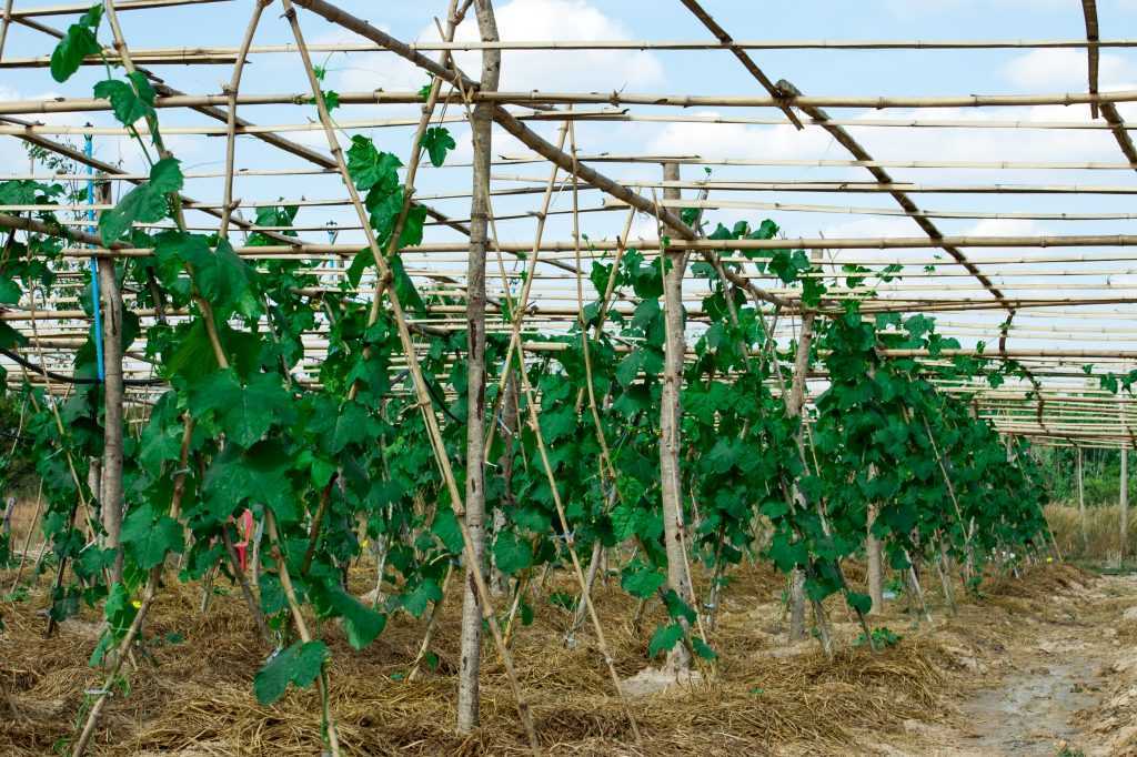 Секреты выращивания, агротехники и ухода за огурцами в открытом грунте