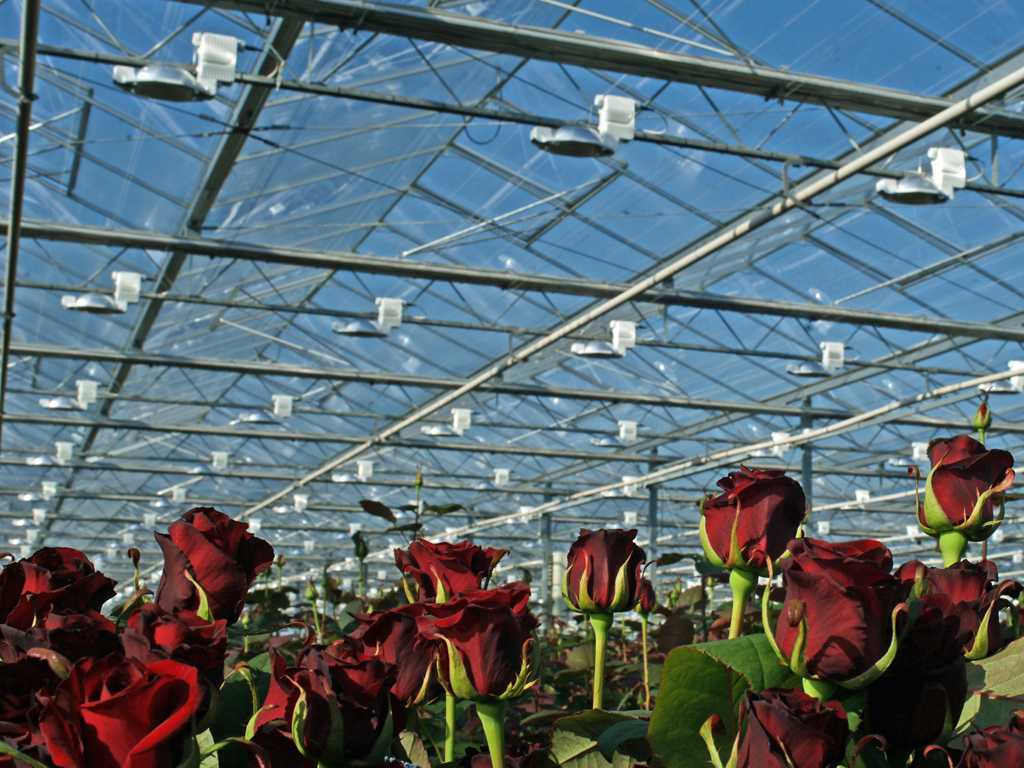 Бизнес на выращивании роз с нуля: затраты, доходность