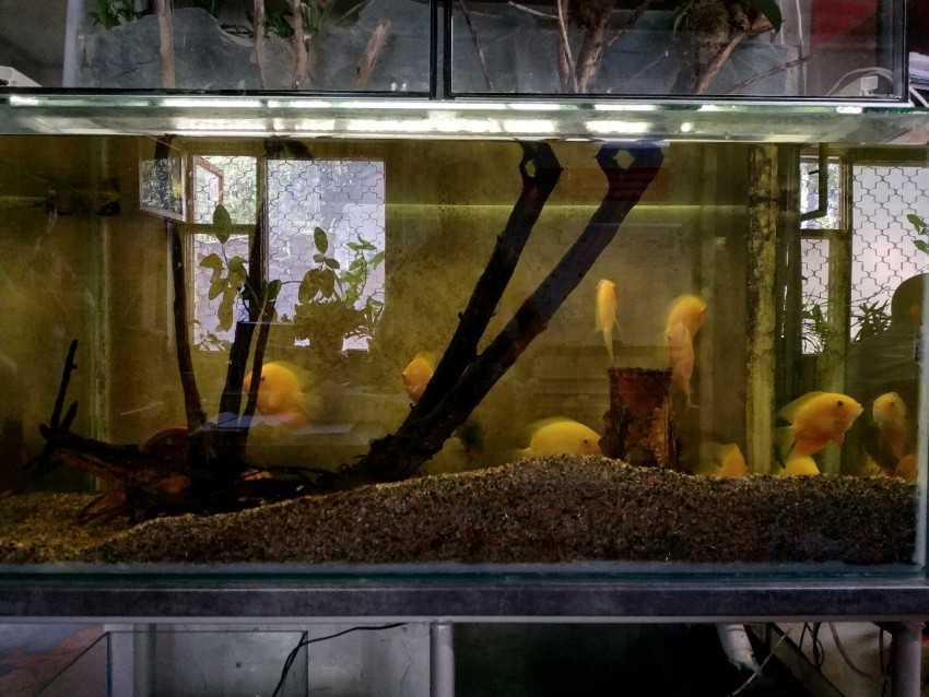 Аквариум своими руками: пошаговая инструкция как сделать красивый и надежный аквариум