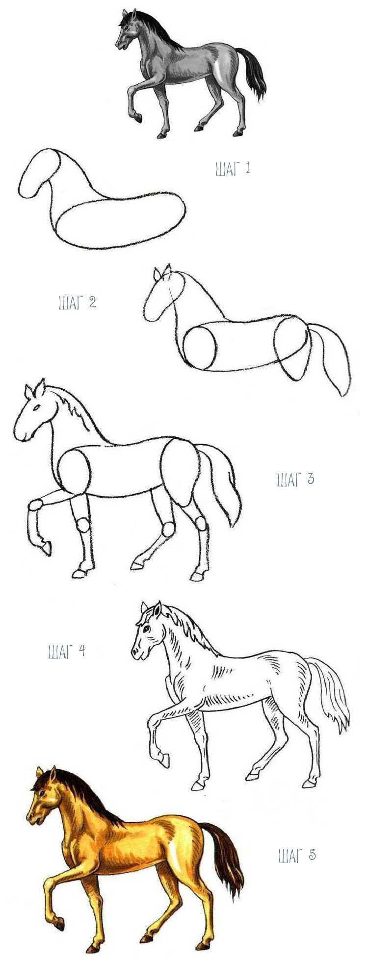 Как нарисовать лошадь: поэтапно, карандашом, как легко нарисовать лошадь.