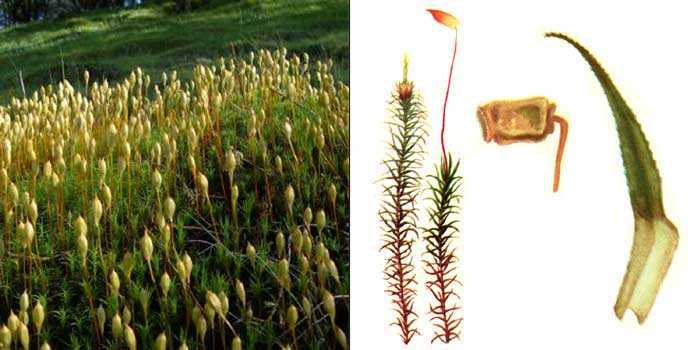 Красильные растения — википедия. что такое красильные растения