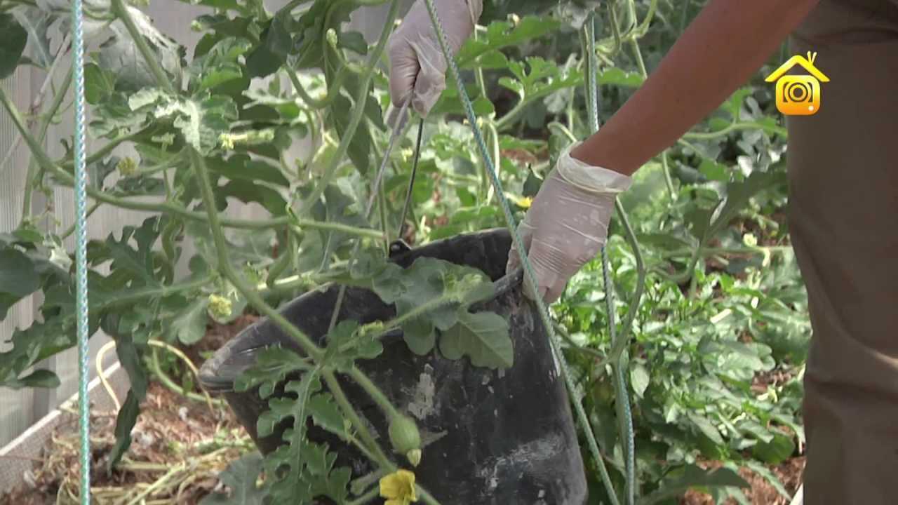 Выращивание арбуза - секреты получения сладкого урожая