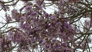 Павловния: как вырастить уникальное дерево с лавандово-голубыми цветками у себя в саду