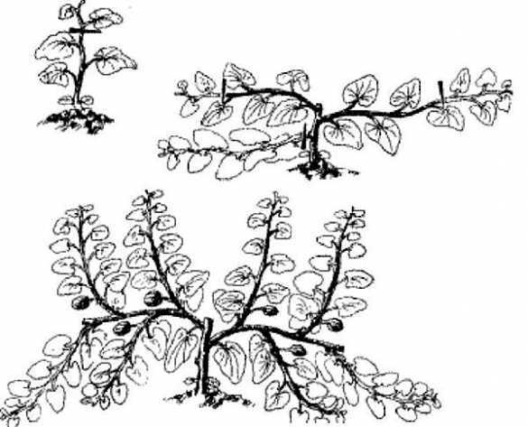 Как вырастить арбуз на даче: советы дачников и огородников