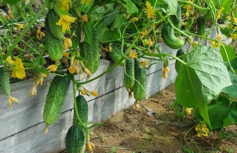 Огурцы на подоконнике – выращивание от а до я: посадка и уход – 4 сезона огородника