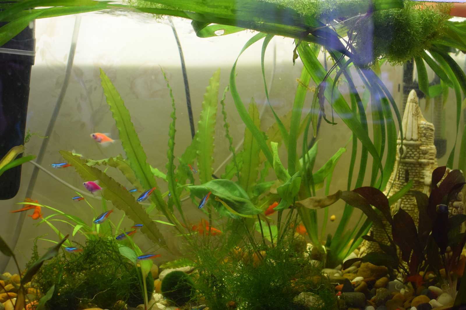 Питательный грунт для аквариума с растениями: как он работает