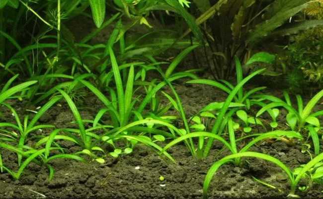 Грунт для растений в аквариуме: какой лучше выбрать для травника, толщина субстрата для растительного мира и что еще нужно живым рыбкам