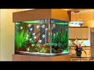 Как использовать аквариум в интерьере квартиры или дома | виды и формы аквариумов
