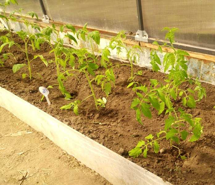 Схема посадки томатов в теплице: подробное описание