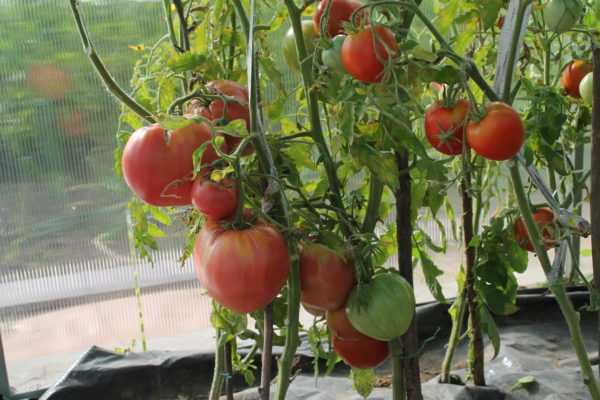 Схема посадки высокорослых томатов в теплицы: как вырастить помидоры в таких условиях, а также существующие сорта и виды розового и красного овоща русский фермер