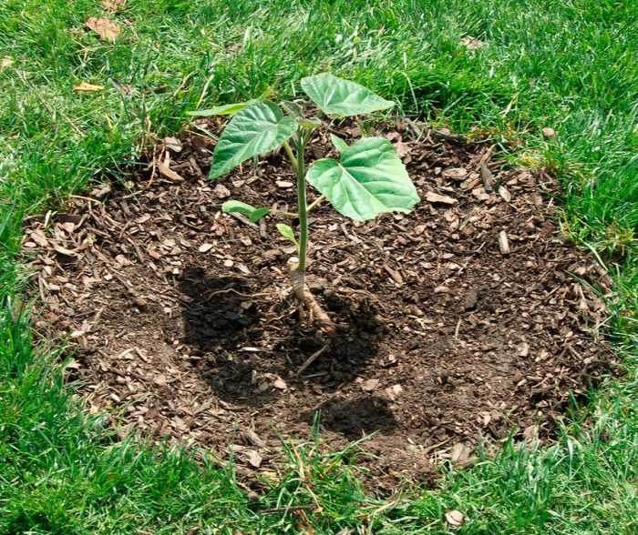 Адамово дерево (павловния): особенности выращивания и ухода