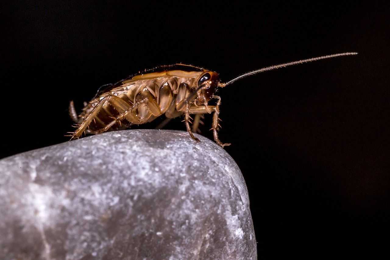 Один из самых больших страхов хозяев дома – тараканы. Но даже с этой проблемой можно успешно справиться, если знать необходимые правила дезинфекции.