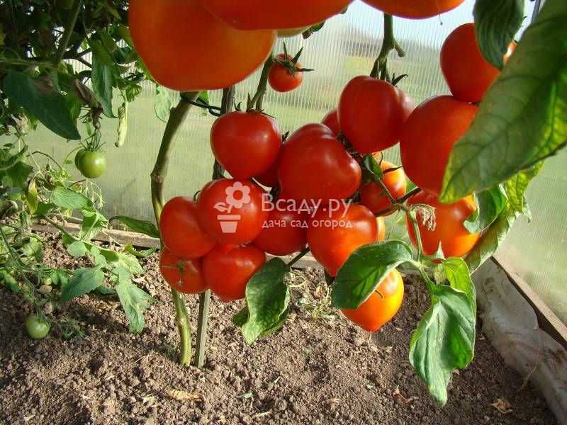 Плотность и схема посадки томатов в теплице