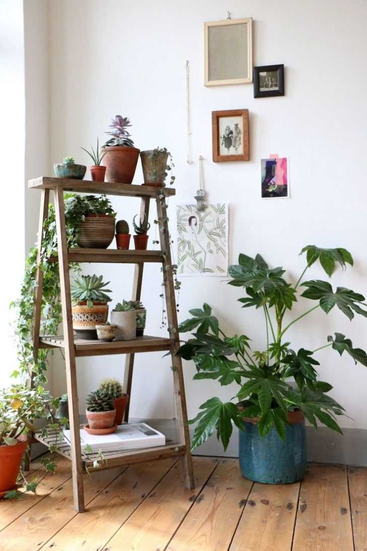 Комнатные растения в интерьере квартиры — секреты правильной расстновки