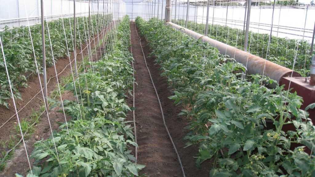 Выращивание помидор в теплице: пошаговая инструкция