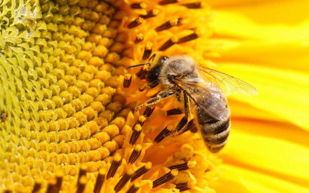 Изготовление и размеры пчелиных рамок для ульев своими руками