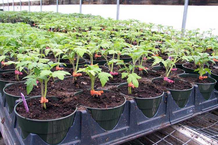 Схема посадки томатов в теплице — на каком расстоянии сажать помидоры в теплице для богатого урожая.
