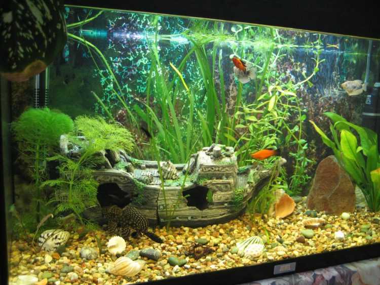 Как сделать аквариум своими руками в домашних условиях