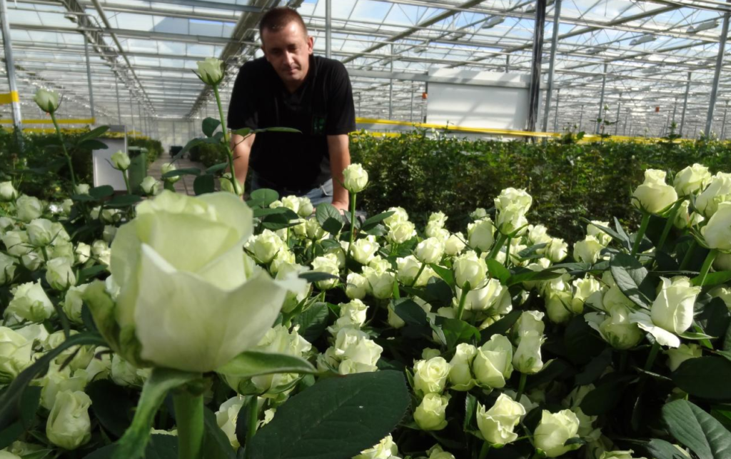 Бизнес на выращивании роз с нуля: затраты, доходность