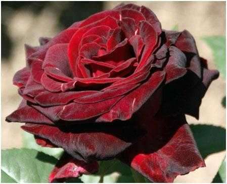 Черенкование роз для бизнеса в домашних условиях