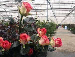 Цветы в теплице как бизнес – бизнес-план выращивания цветов