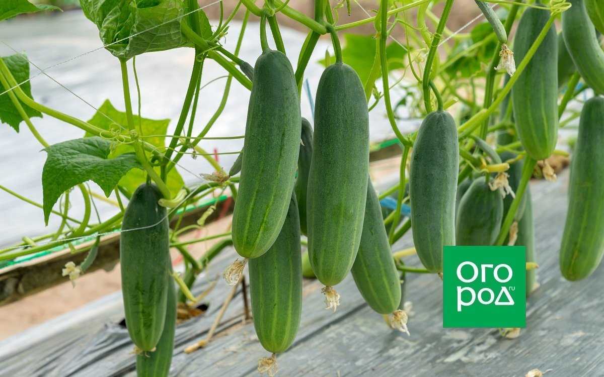 Как правильно выращивать и ухаживать за огурцами в открытом грунте