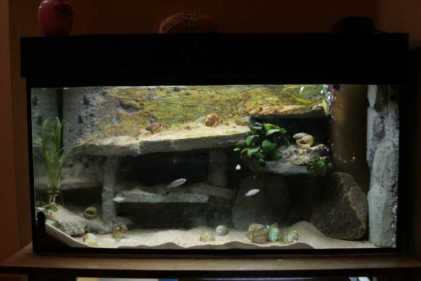 Аквариум своими руками - 85 фото и видео мастер-класс изготовления аквариума