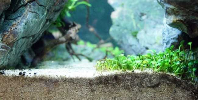 Грунт для аквариума:виды,натуральный,нейтральный исскуcтвеный
