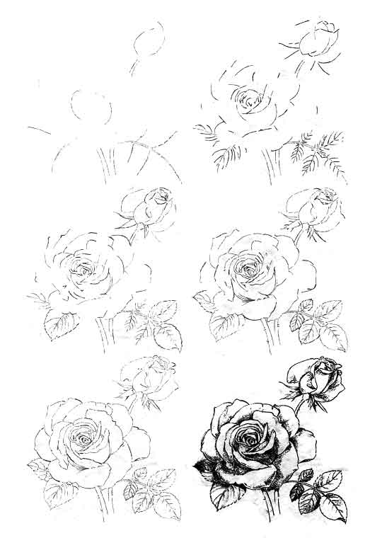 Урок 1. построение формы. как нарисовать цветок