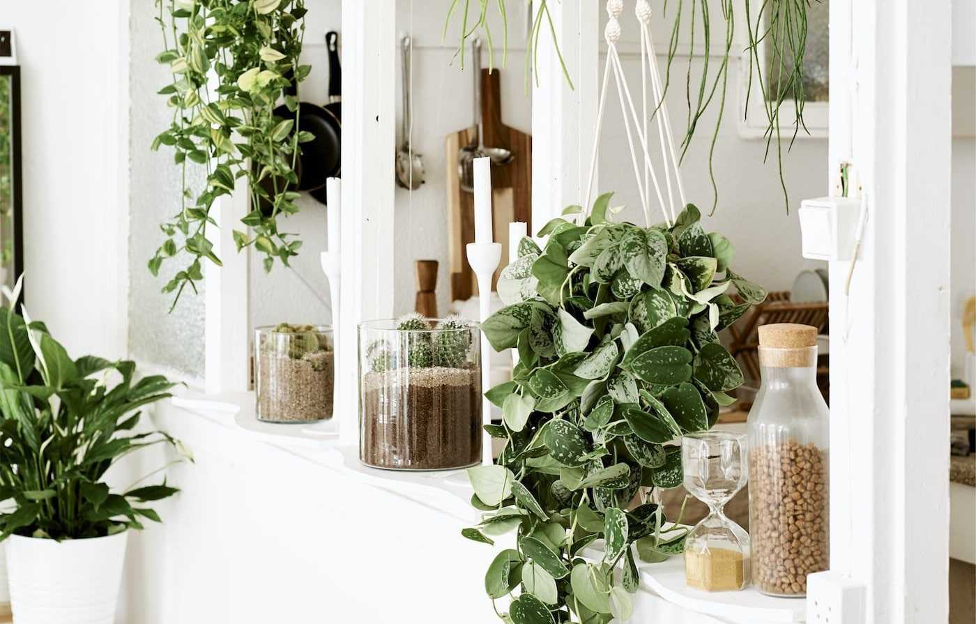 Комнатные растения в интерьере квартиры — 65 фото в стильном оформлении