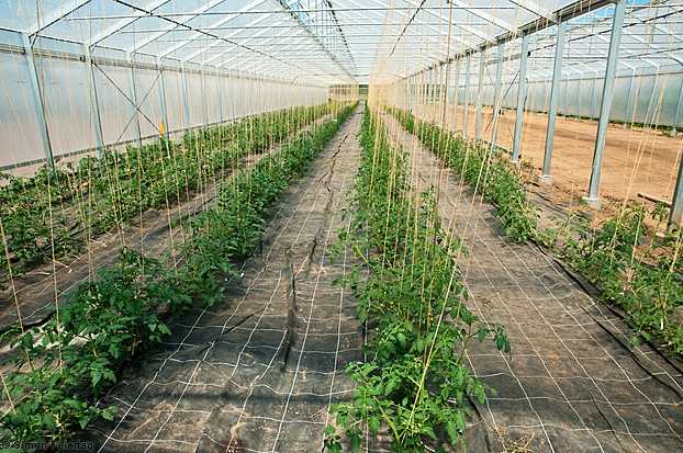 Тепличные помидоры: выращивание томатов в теплице от а до я | good-tips.pro